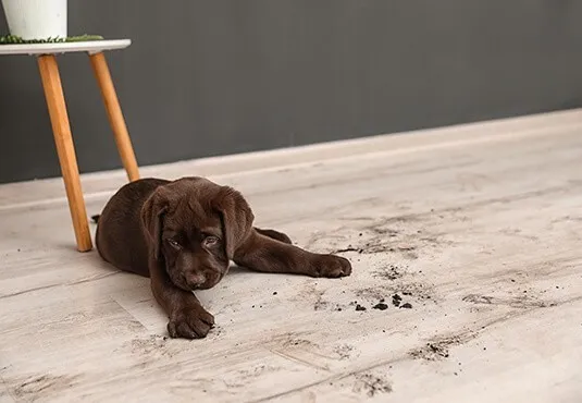 Laminate flooring stain | Specialty Flooring